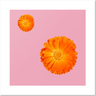 Orange Flower on baby pink background Posters and Art